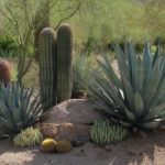 : desert landscape backyard ideas