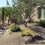 : desert landscaping arizona 453