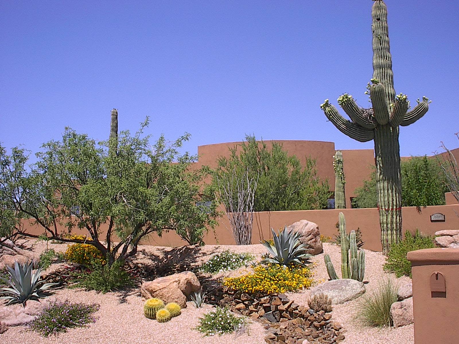 desert landscaping around pools