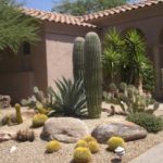 : desert landscaping on a budget 345