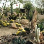 : desert landscaping plants