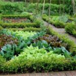 : edible landscaping front yard