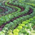 : edible landscaping plant list