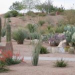 : high desert landscape design