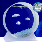 : jellyfish aquarium australia