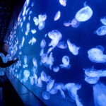 : jellyfish aquarium large