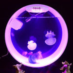 : jellyfish aquarium los angeles