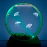 : jellyfish aquarium nano