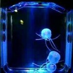 : jellyfish atlanta aquarium