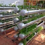 : terrace gardening vegetables