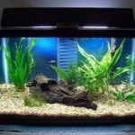 : cool fish tank decoration ideas