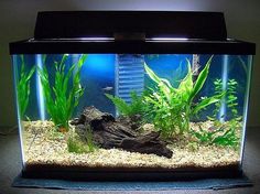cool fish tank decoration ideas
