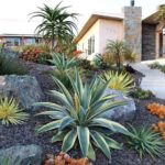 : desert landscaping plants