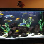 : fish tank decoration ideas for goldfish