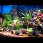: freshwater fish tank decoration ideas
