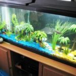 : tall fish tank decoration ideas