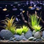 : tropical fish tank decoration ideas